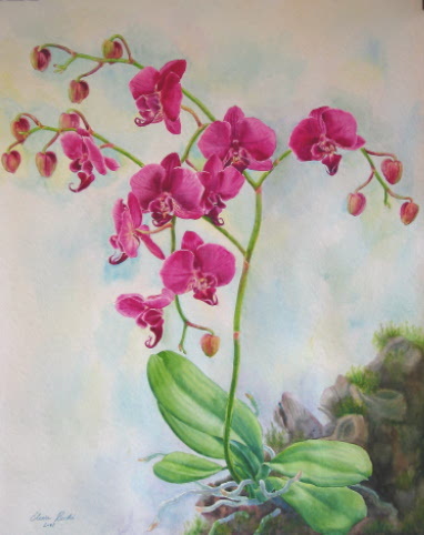 Taida Pink Orchid 482