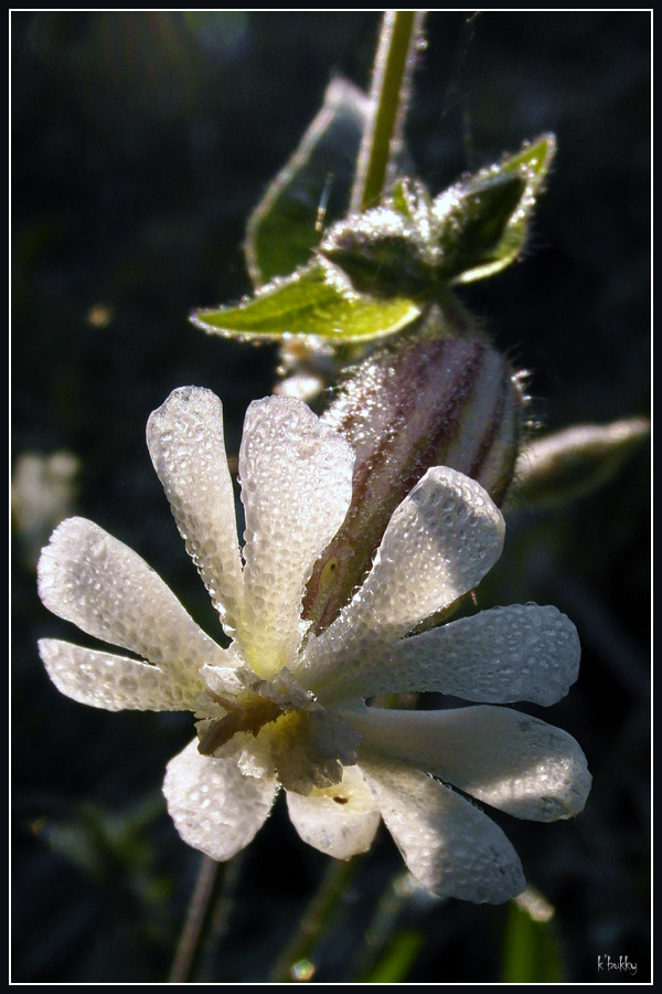 fehér mécsvirág