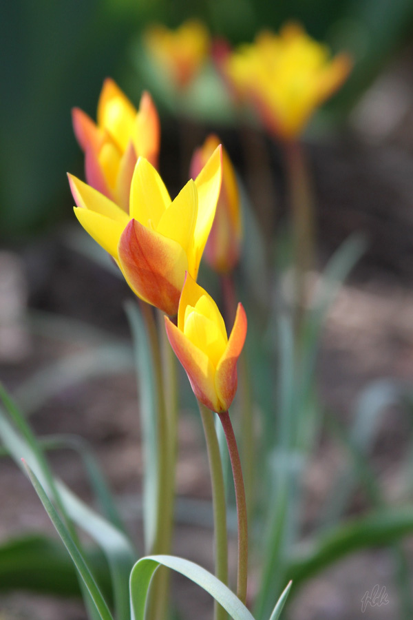 törpe tulipánok 2