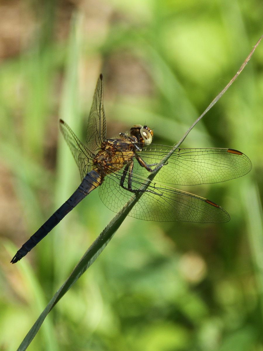 Orthetrum coerulescens (kék pásztor)