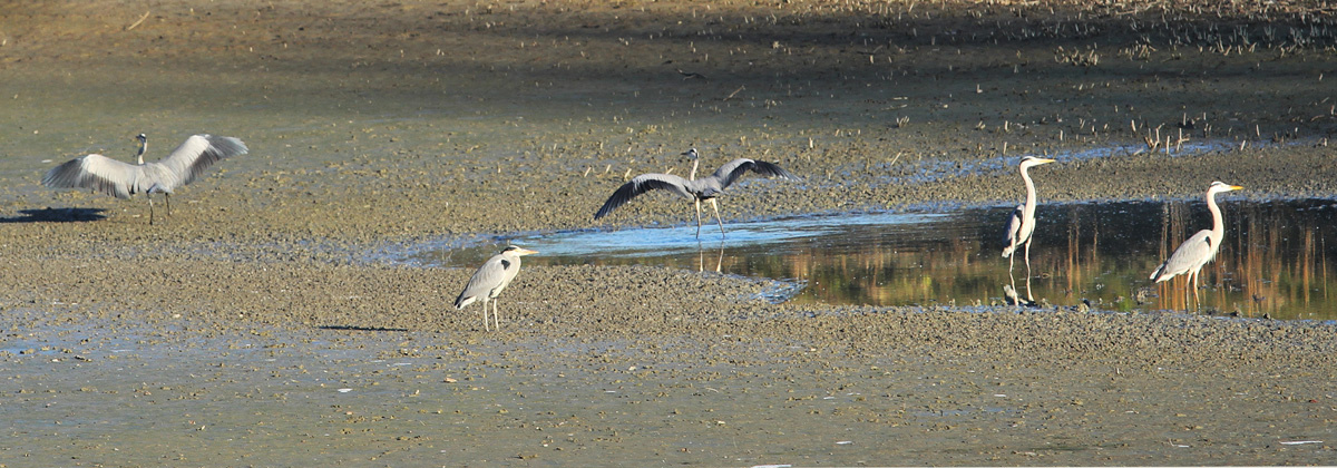 szürkegémek 5