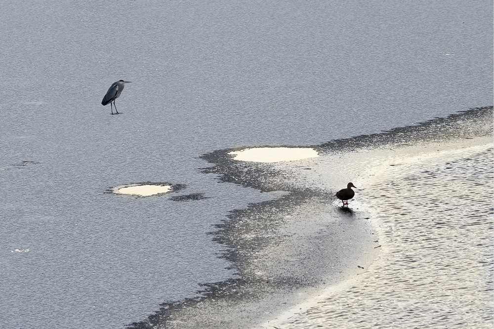madarak a jégen