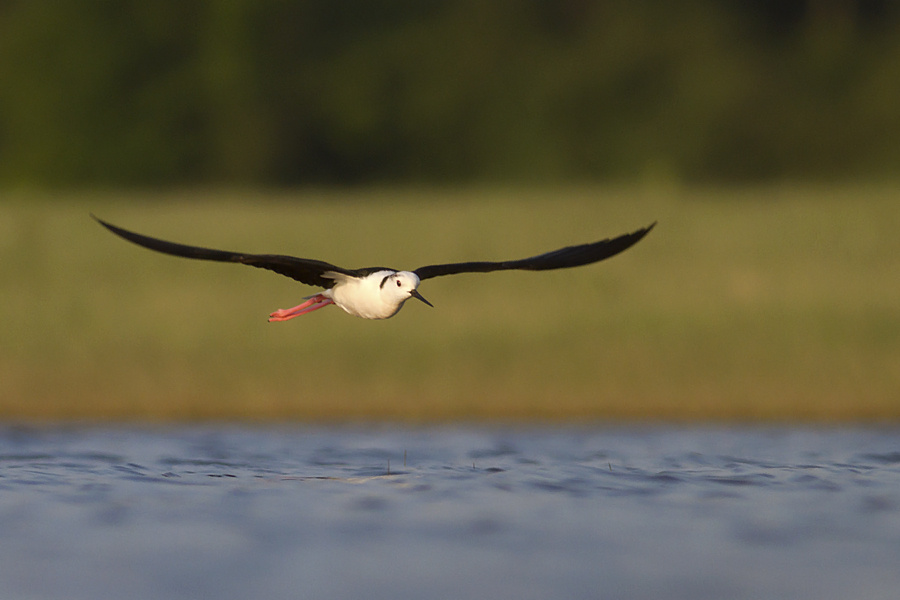 Gólyatöcs Canon eos 7D + Canon Lens EF 400mm