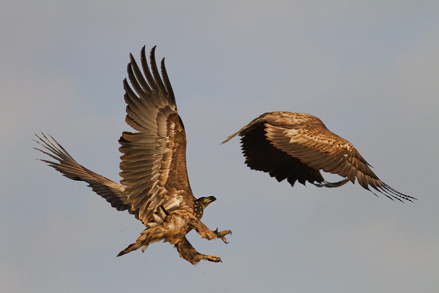 Fiatal rétisas Canon eos 7D + Canon Lens EF 400mm