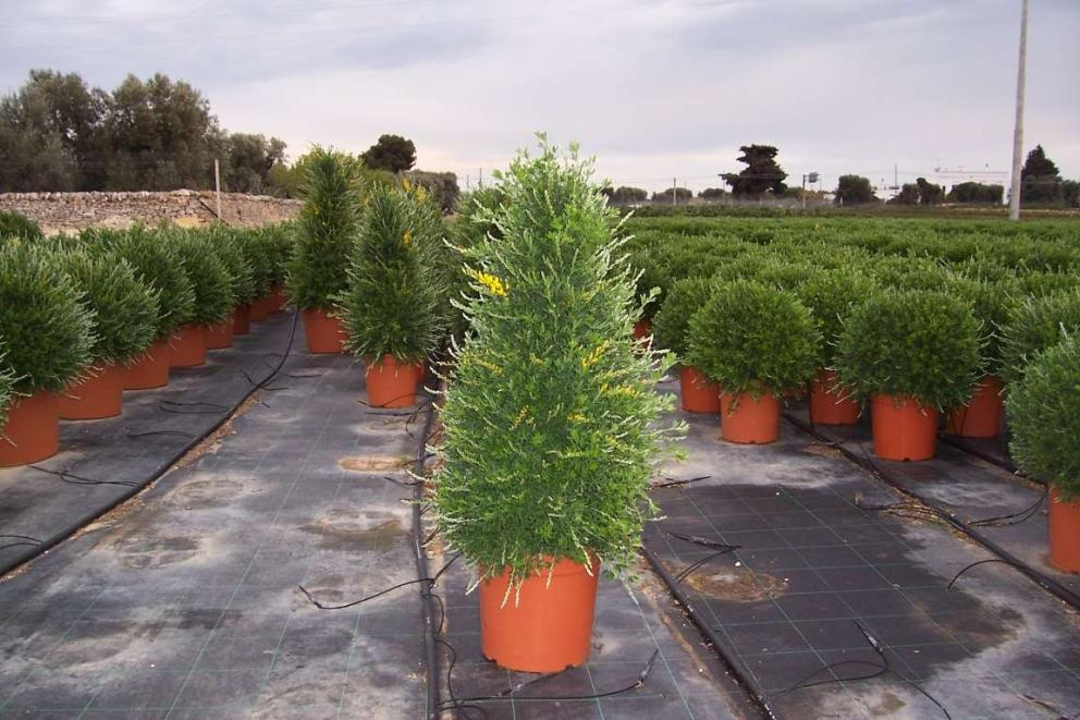 CYTISUS RACEMOSUS PIRAMIDE 80CM C9L