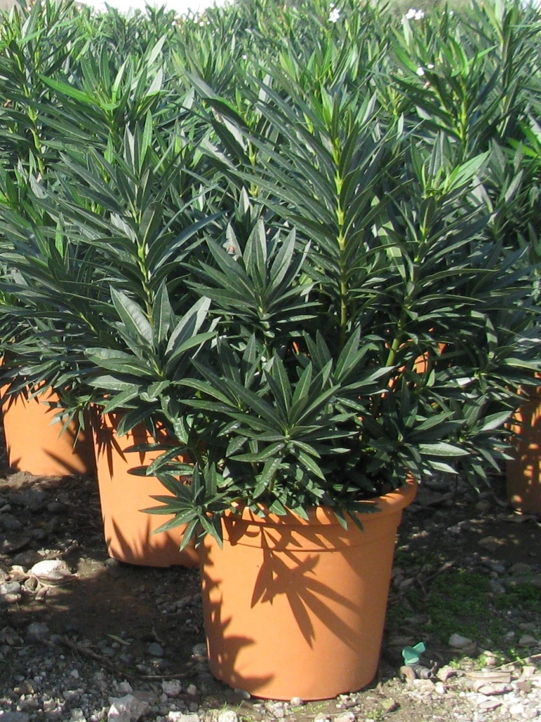 NERIUM OLEANDER 100-120 14L