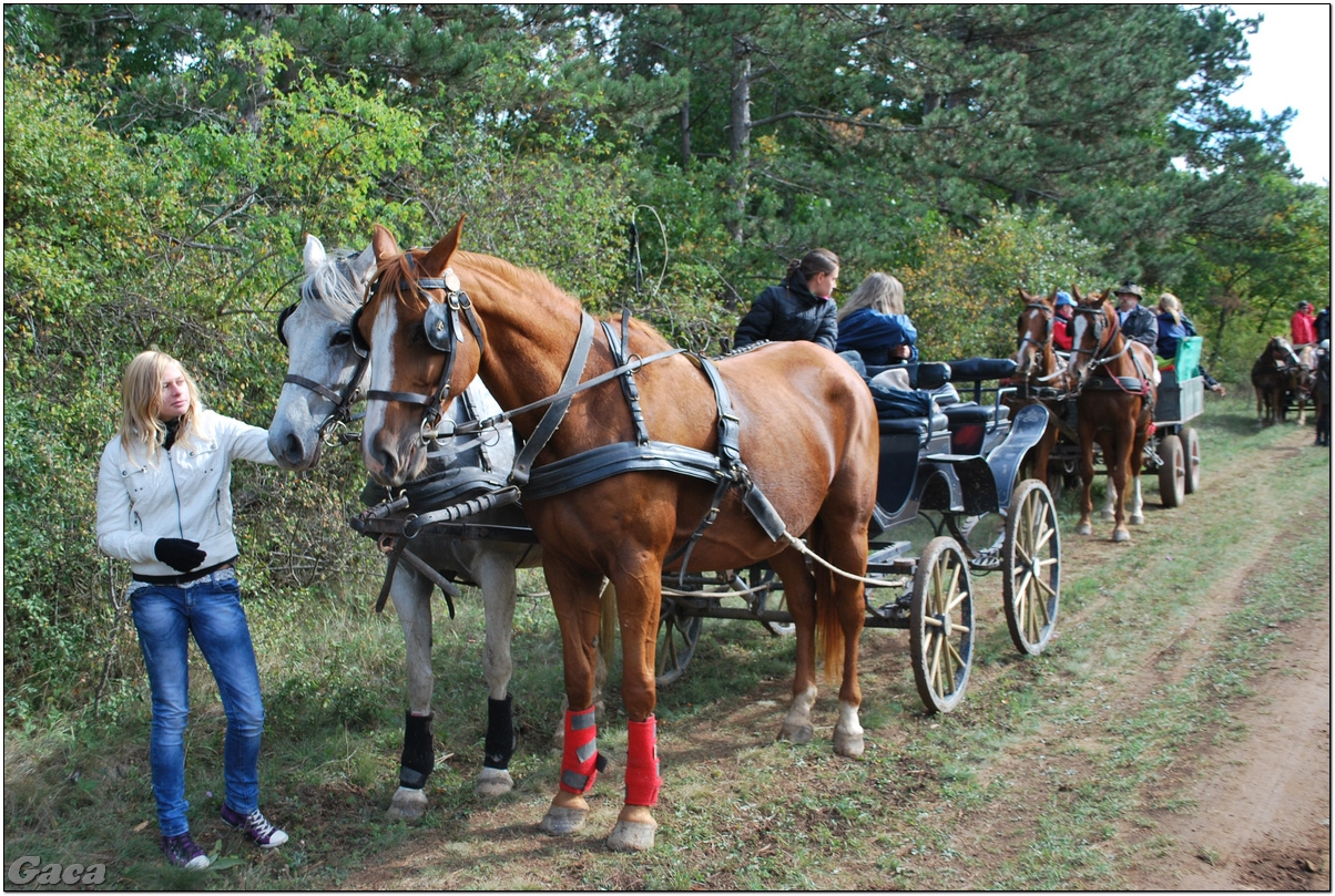 vadaszlovaglaslovasnemesvamosgaca2011fotomagyarorszaghungary0002