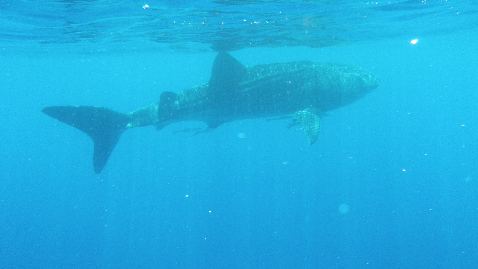 26.march.2010-whaleshark tour-Exmouth (74)