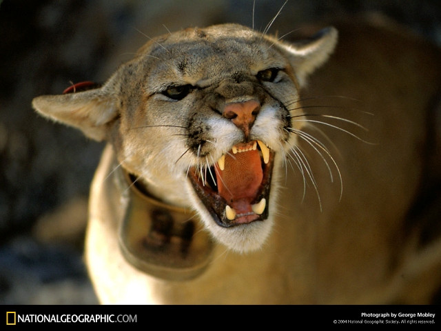 Hissing Mountain Lion, New Mexico, 1990