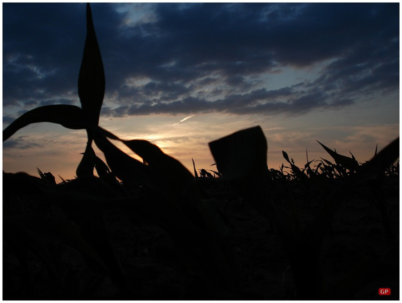 Egy nyári naplemente a kukoricaföldről, Somogyszentpál határában