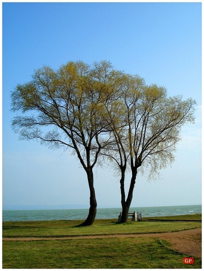 Balatonparti csendélet