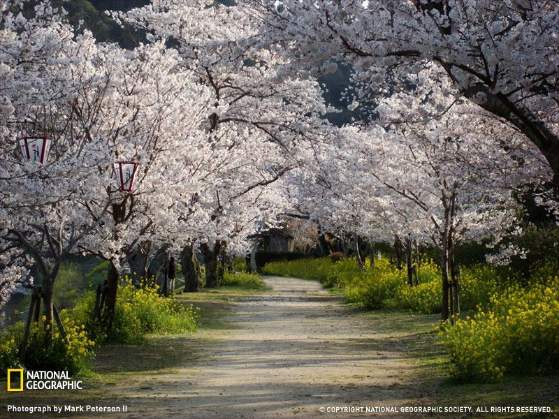 cherry-trees-walkway-sw (Medium)