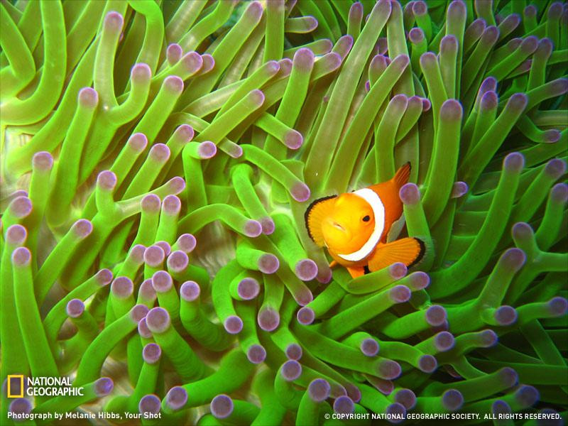 clownfish-undersea-sw (Medium)