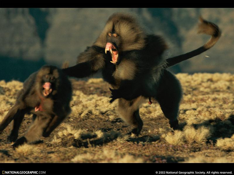 gelada-monkeys-711055-sw (Medium)