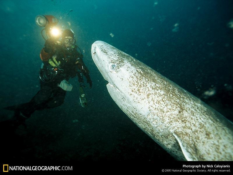 greenland-sharks-515108-sw (Medium)