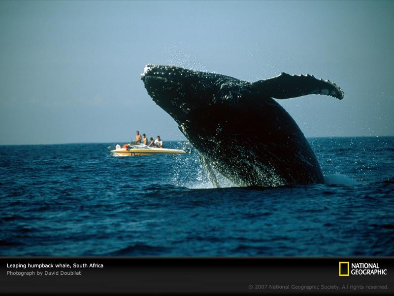 leaping-humpback-whale-707643-sw (Medium)