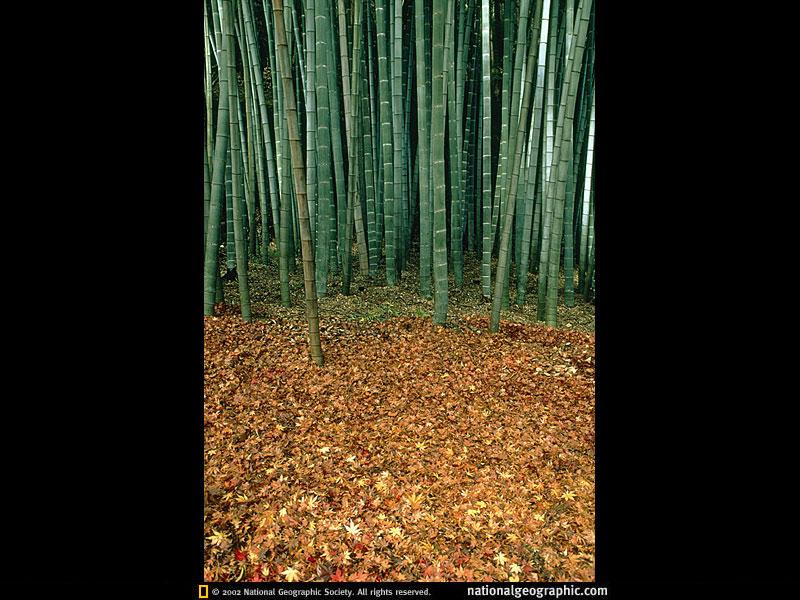 moso-bamboo-grove-IDUK2-sw (Medium)