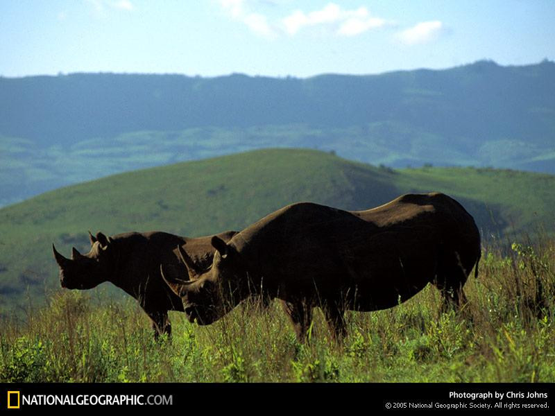 natal-province-rhino-505113-sw (Medium)