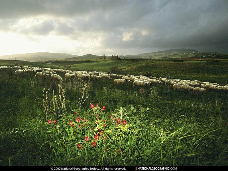 sheep-farm-497921-sw (Medium)