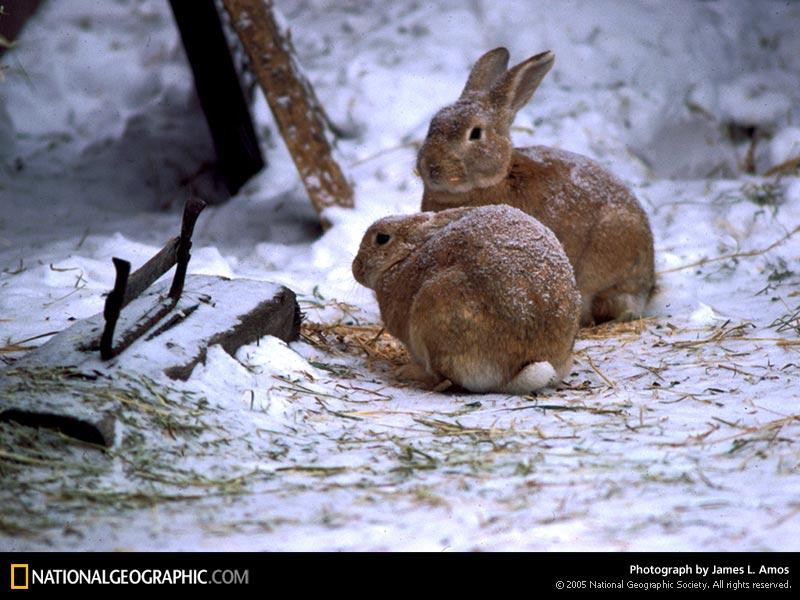 snow-bunnies-263096-sw (Medium)