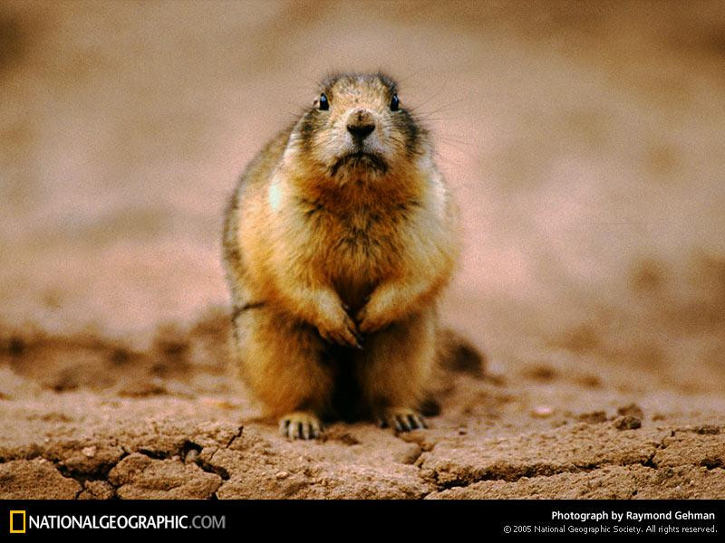 staring-prairie-dog-517690-sw (Medium)