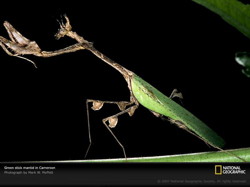 stick-mantid-cameroon-988425-sw (Medium)