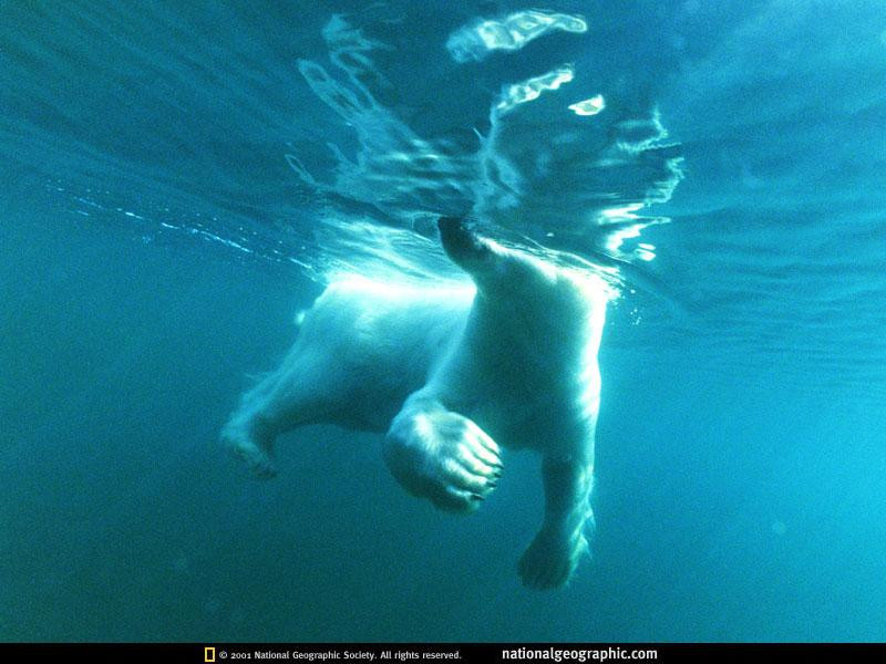 swimming-polar-bear-492351-sw (Medium)