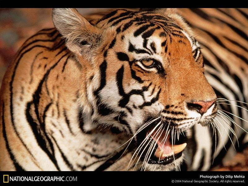 tiger-yawn-90898-sw (Medium)