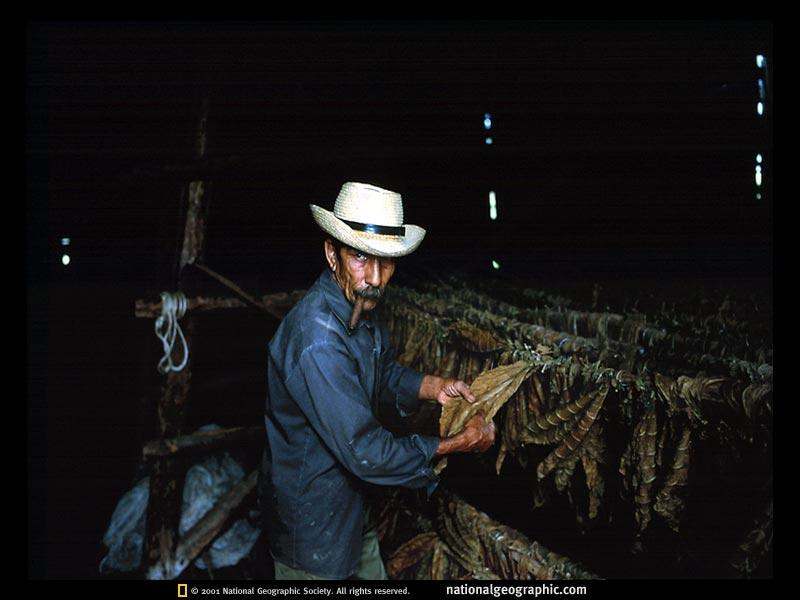 tobacco-farmer-526137-sw (Medium)