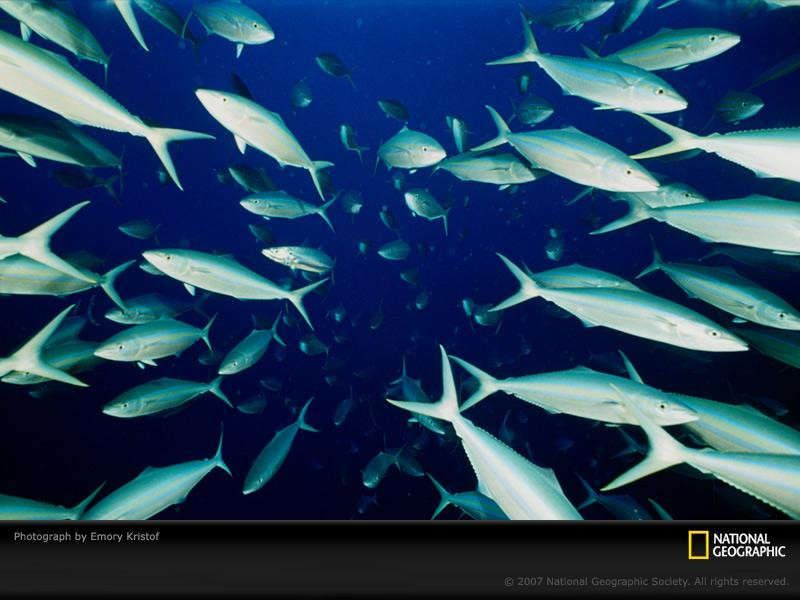 trevally-fish-516499-sw (Medium)