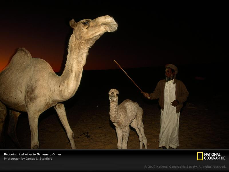 tribal-elder-camels-oman-493812-sw (Medium)