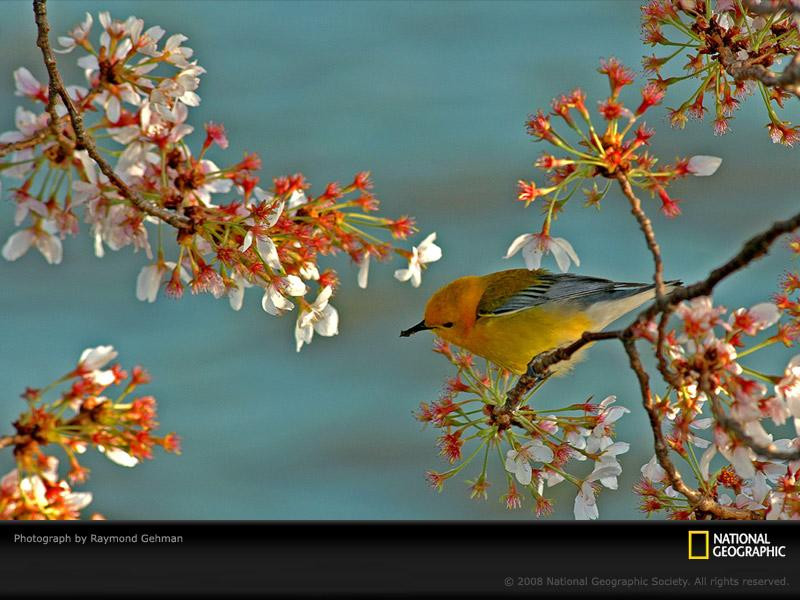 warbler-cherry-blossom-branch-984187-sw (Medium)