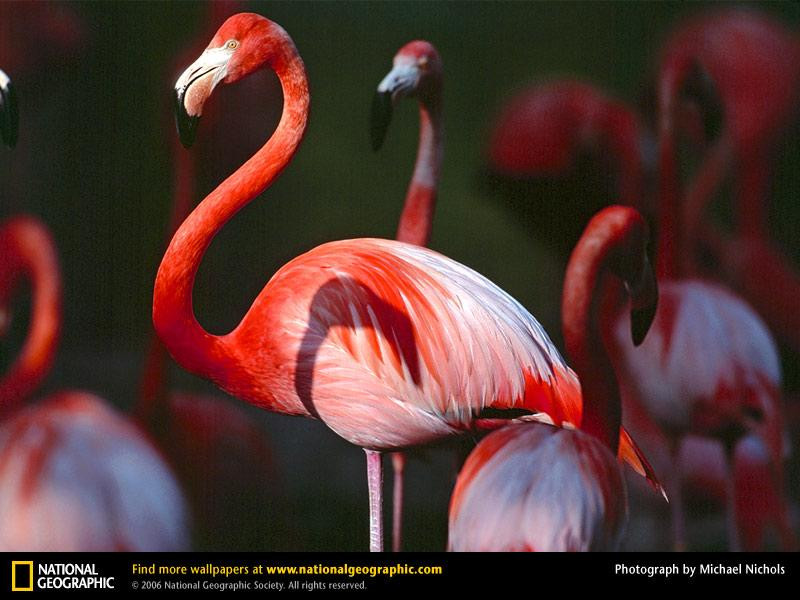 greater-flamingo (Medium)