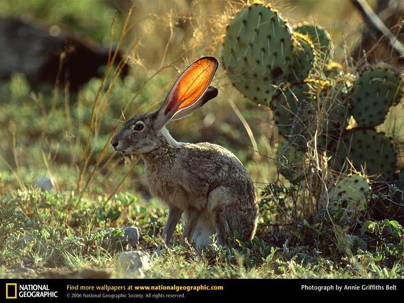 jackrabbit (Medium)