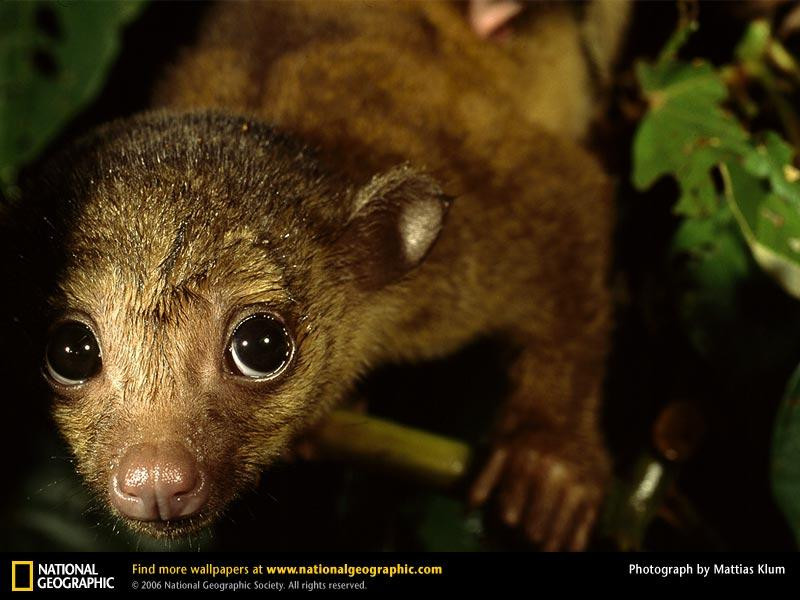 kinkajou-closeup (Medium)