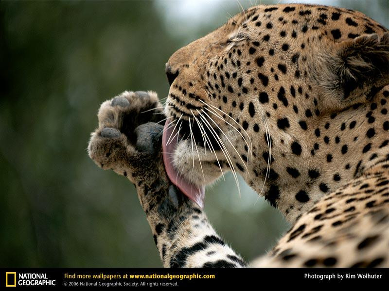 leopard-grooming-paws (Medium)