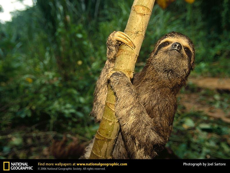 three-toed-sloth (Medium)