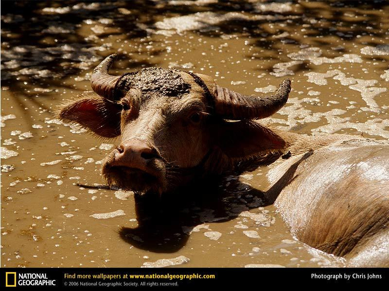 water-buffalo (Medium)