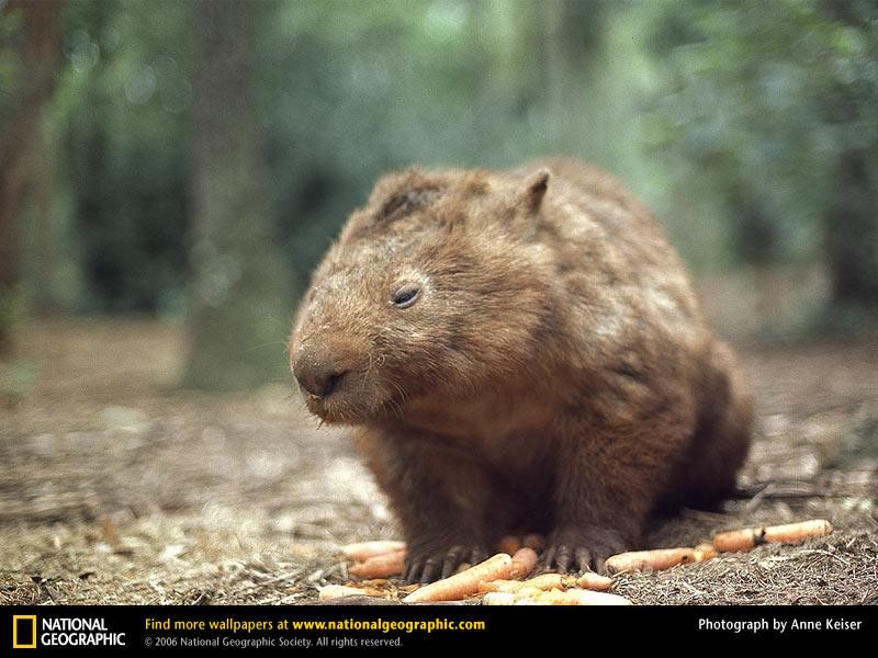 wombat-with-carrots (Medium)