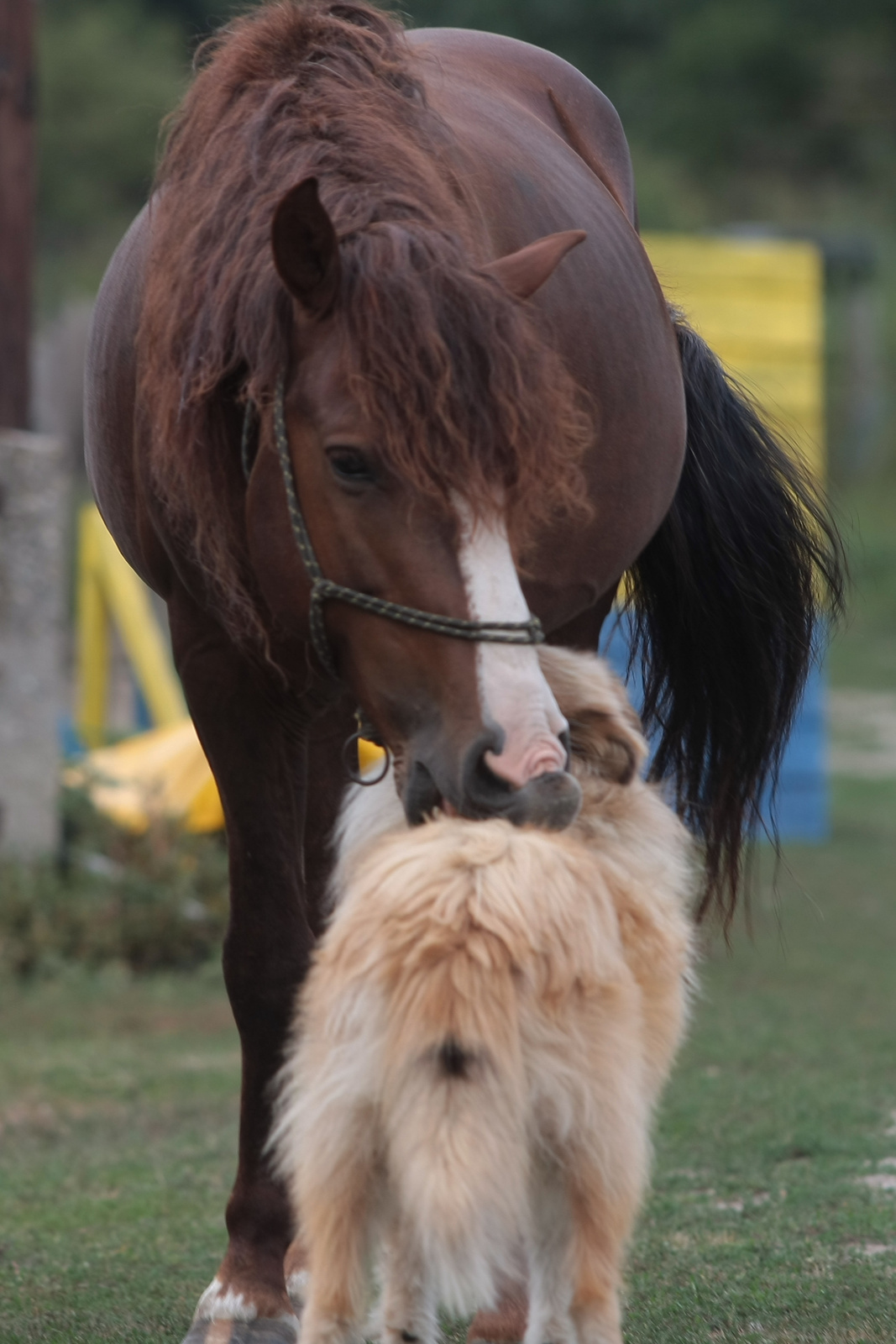 Dávid/Lucky