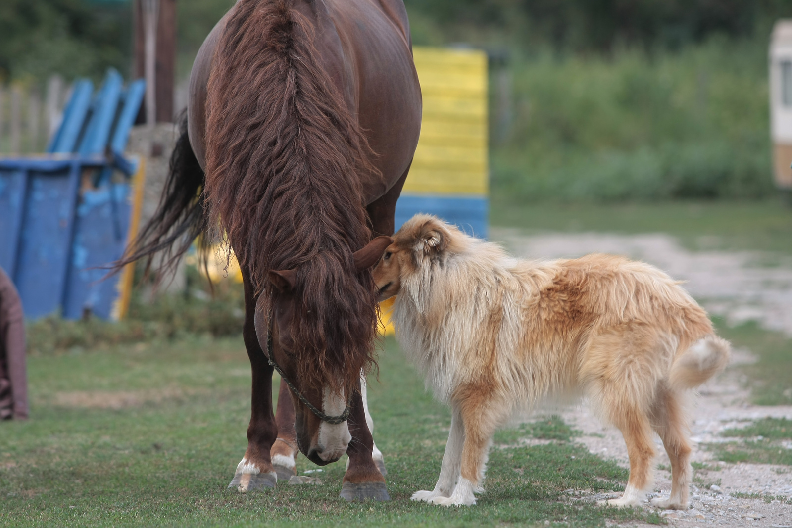 Dávid/Lucky