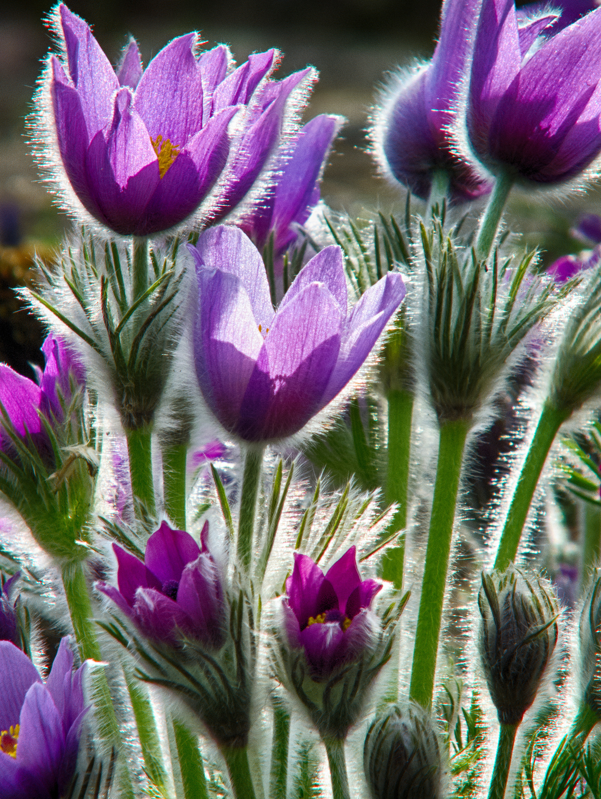 Kökörcsin HDR