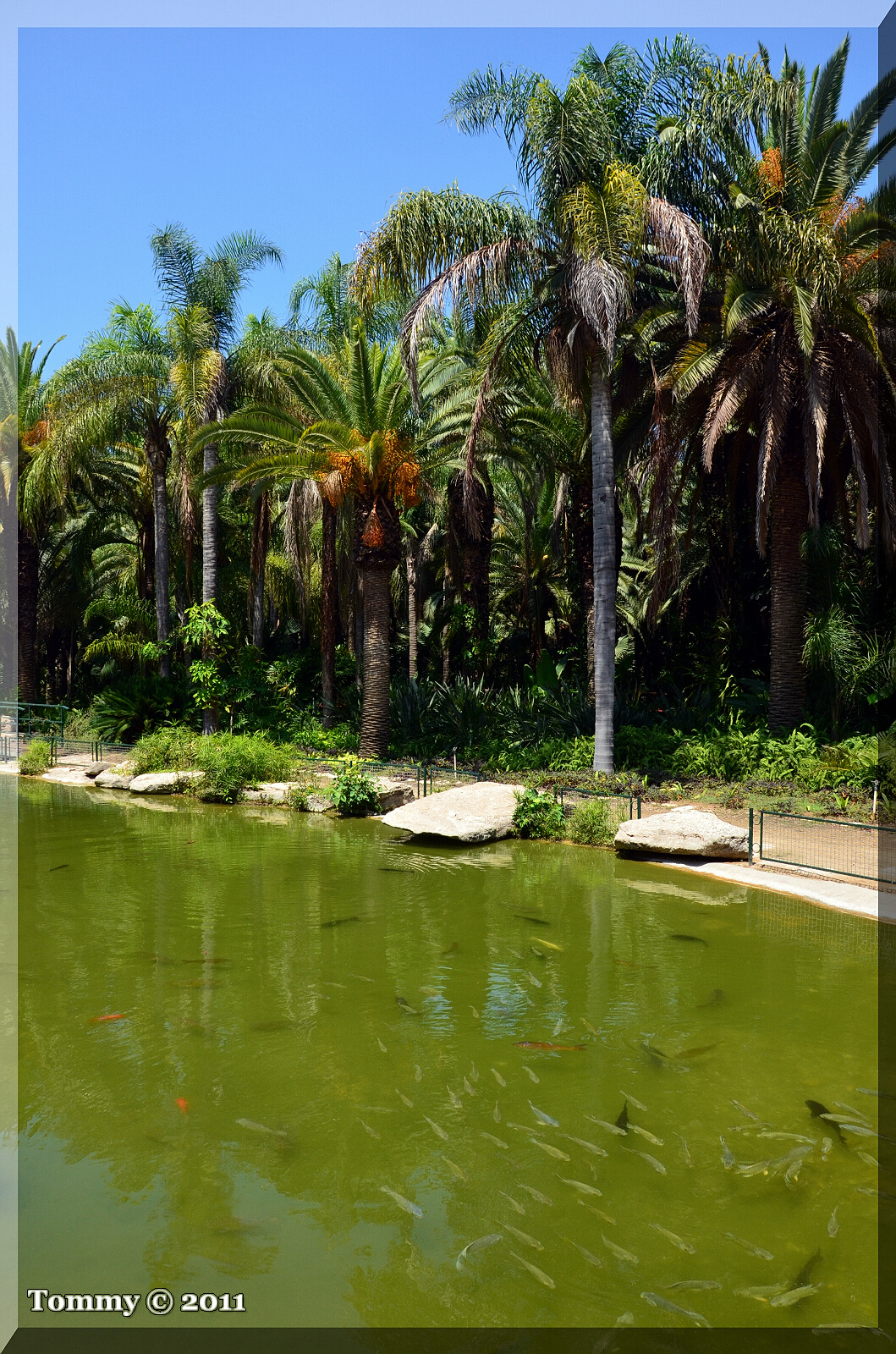 Tropical Garden reflection