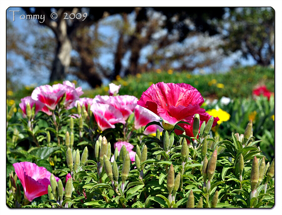 Flowers