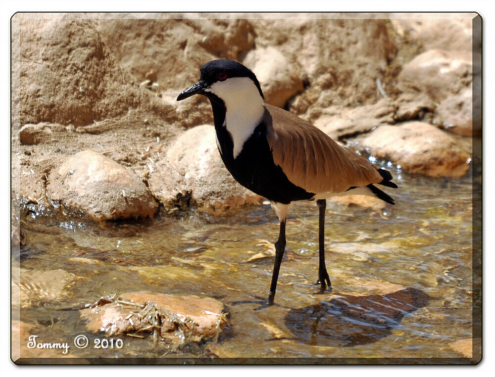 Spur-winged Lapwing