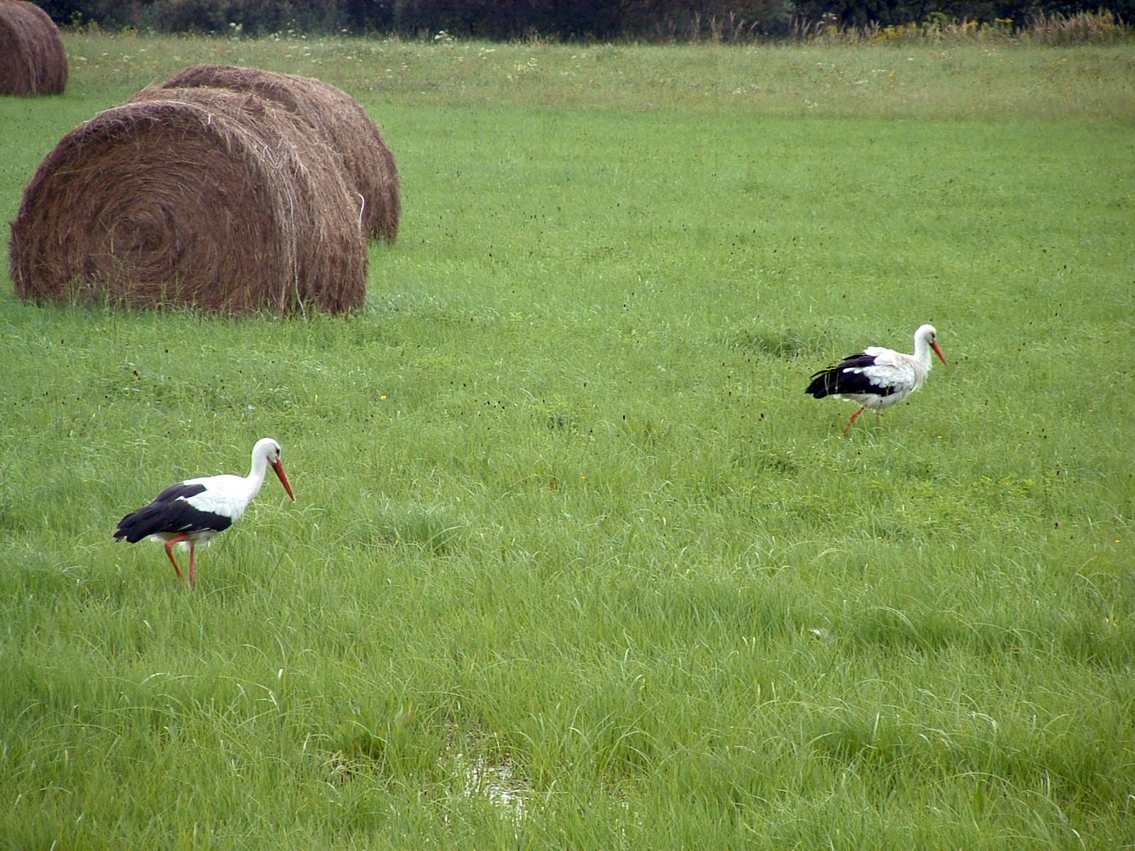 Gólya, gólya gilice