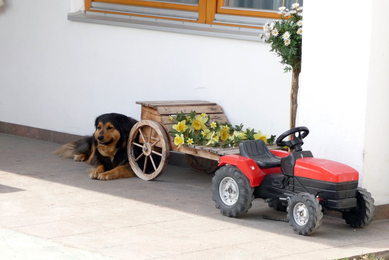 Falusi idill kutyával és traktorral