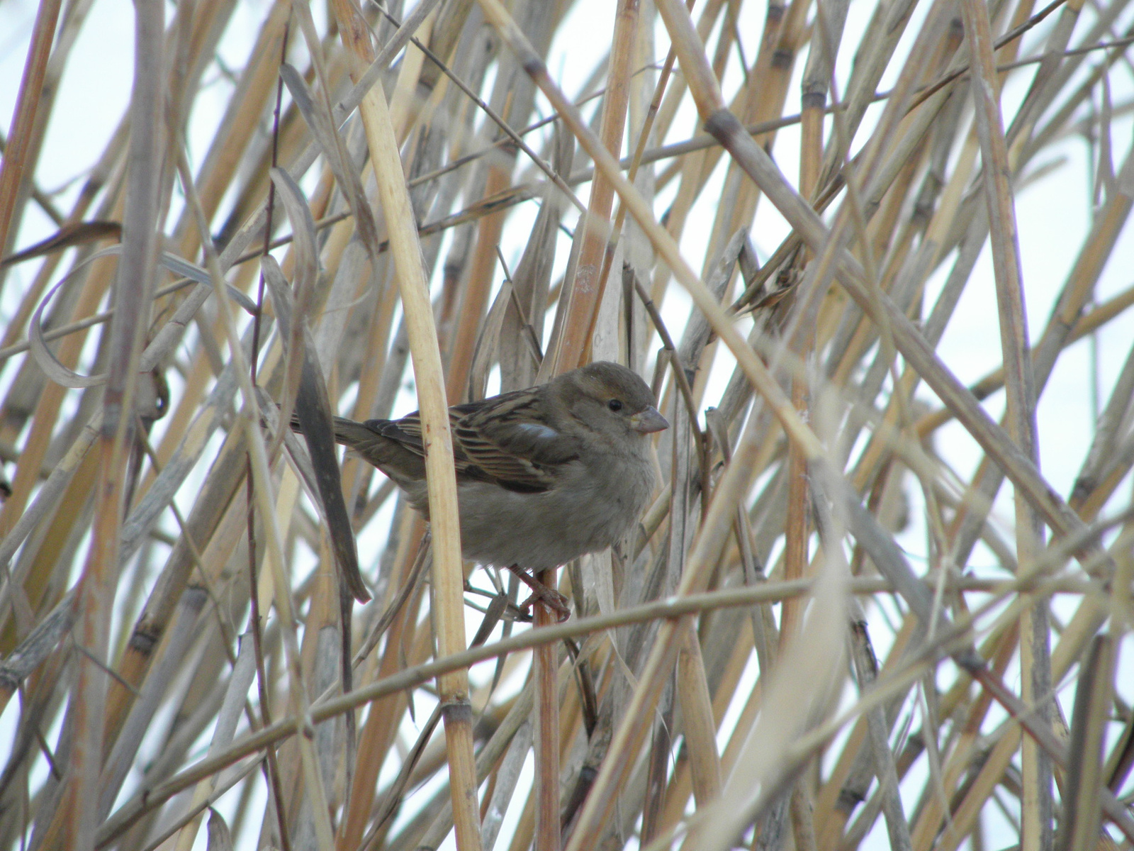 2010.01.27. Szeged 115