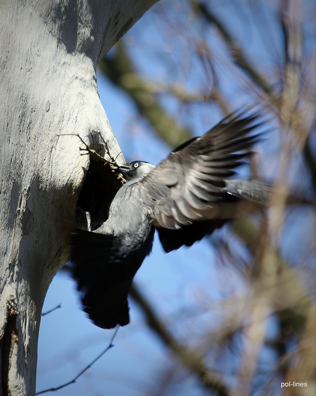 Csóka (Corvus monedula) 1