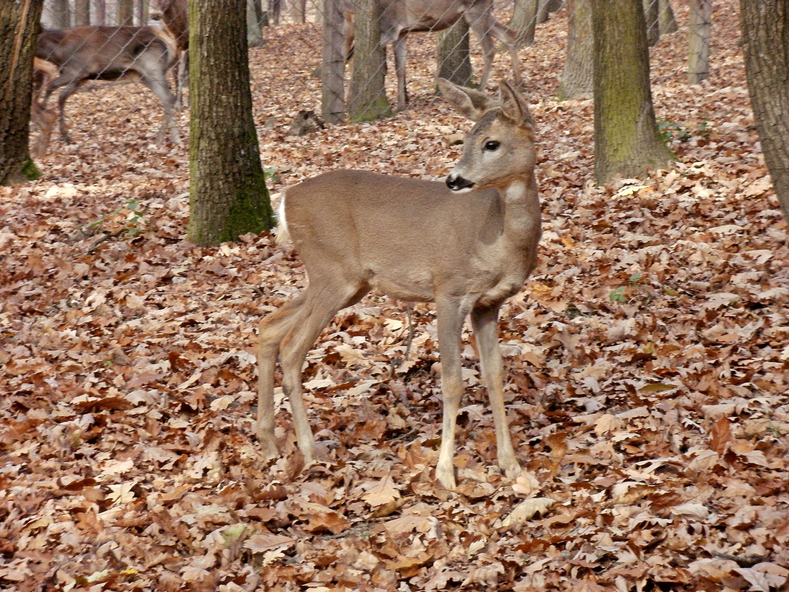 Budakeszi-Vadaspark 034